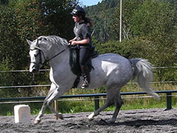 Arbeidsgalopp