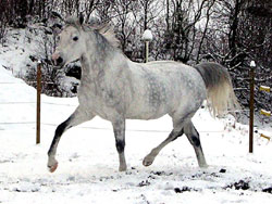 Shagya
