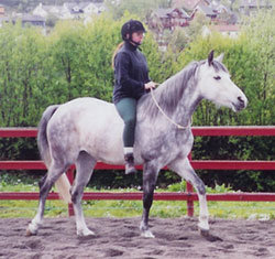 4 �r gammel Shagyaaraber ridd med halsring
