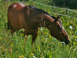 Hest p beite