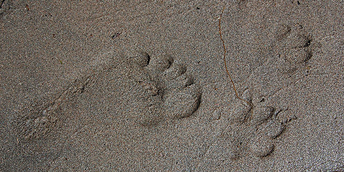 barefoot in the sand